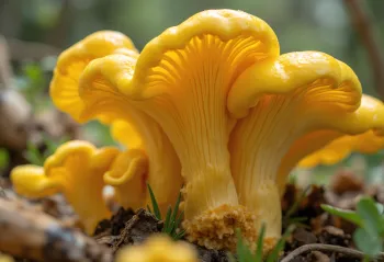 Gălbiori proaspeți pe o scândură rustică de bucătărie, în lumină naturală deschisă